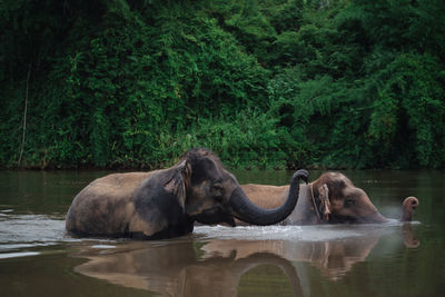 View of elephant in lake at forest