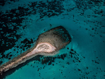 Fish swimming in sea