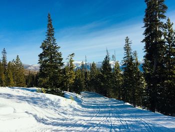 Pine trees on snow covered land against sky