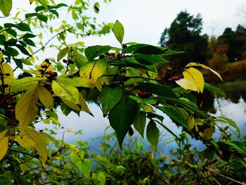 Low angle view of fruits growing on tree against sky