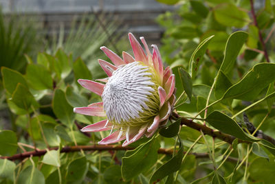 Close-up of lotus blooming outdoors