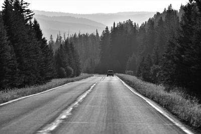 Car on road amidst trees