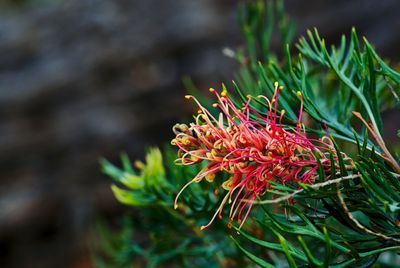 Close-up of red flowering plant