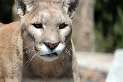 Close-up portrait of a cat