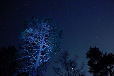 Low angle view of trees against star field