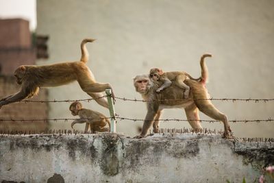 Low angle view of monkey on wall