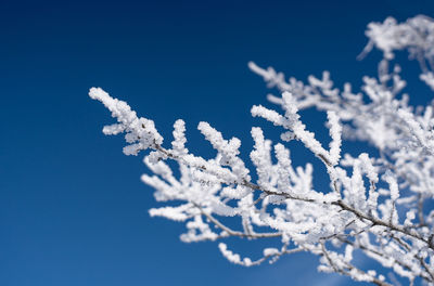 Low angle view of frozen branch against blue sky