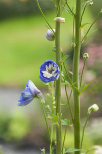 Close-up of purple flowering plant