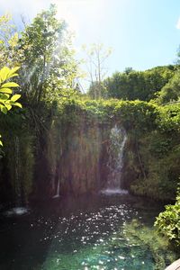 Scenic view of waterfall in forest