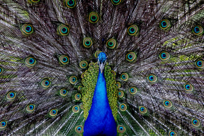 Close-up of peacock with fanned out feather