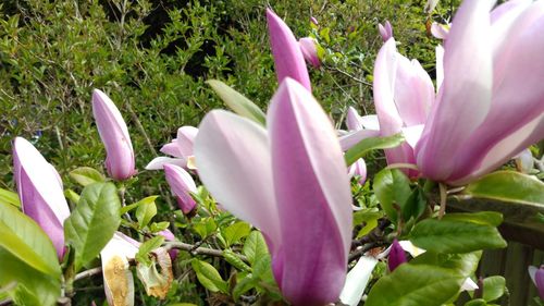 Close-up of pink crocus blooming outdoors