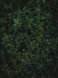 Full frame shot of plants