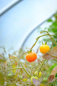 Close-up of cherry tomatoes growing on tree