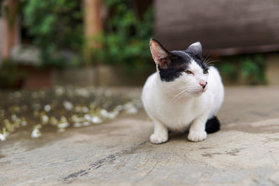 The cat sits in the front garden after the rain.