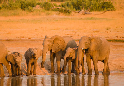 Elephants in the savanna of in zimbabwe, south africa