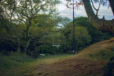 Trees on field in forest against sky