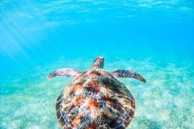 Turtle swimming in sea