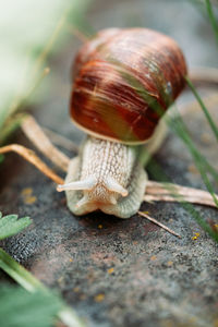 Close-up of snail