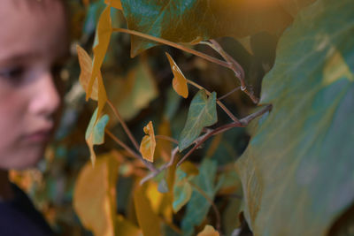 Close-up of green leaves on plant
