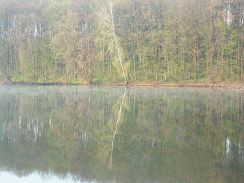 Reflection of trees in lake