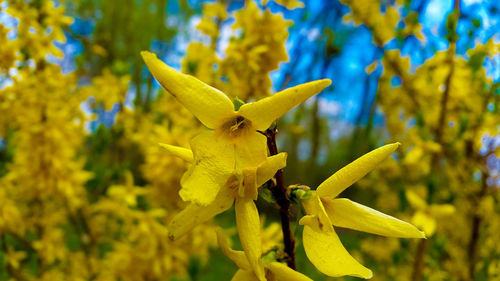 Close-up of yellow flower