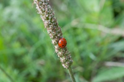 Close-up of ladybug