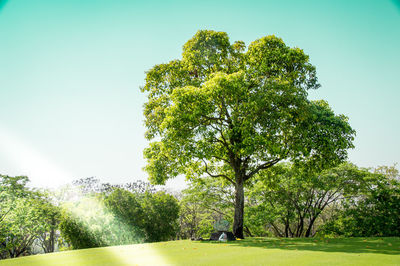 Trees on field against clear sky