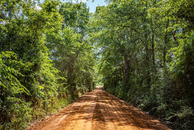 Dirt road amidst trees in forest