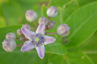 Close-up of purple flowering plant