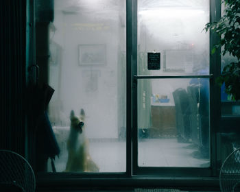 View of dog sitting behind glass indoors
