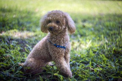 Portrait of a dog sitting on grass