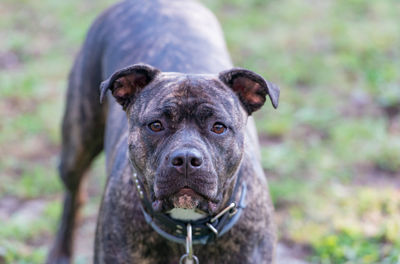 Close-up portrait of dog