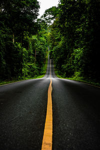 Surface level of road along trees in forest