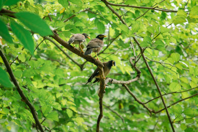 Low angle view of birds perching on tree