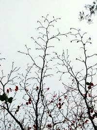 Low angle view of birds perching on branch