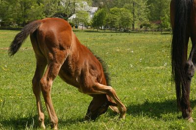 View of a horse grazing in field