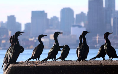 Birds perching on city against sky
