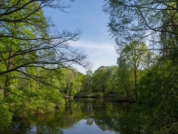 Scenic view of lake in forest against sky