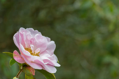 Close-up of pink flower blooming outdoors