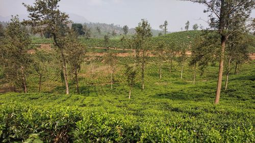Scenic view of trees on field against sky