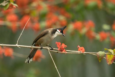 Close-up of bird perching on tree