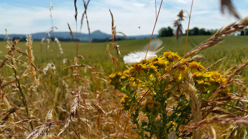 Close-up of plants growing on field against sky