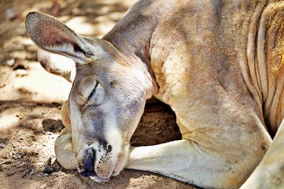 Close-up of a kangaroo sleeping on field