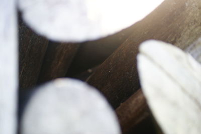 Close-up high angle view of wooden log