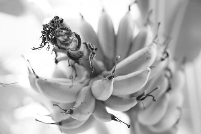 Close-up of insect on flower