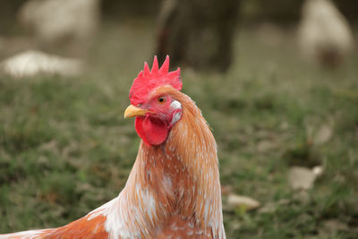 Close-up of rooster