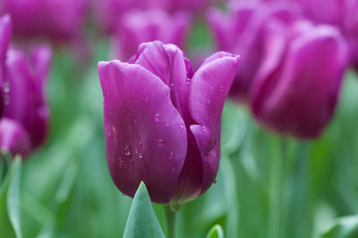 Close-up of pink tulip flower