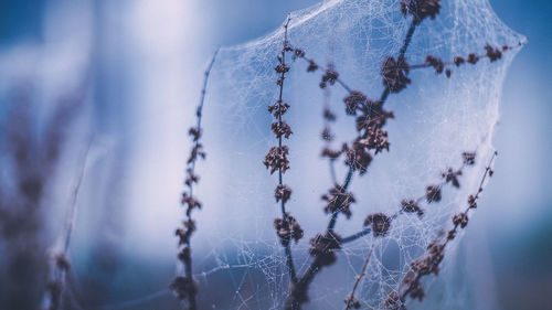 Close-up of snow on plant against sky