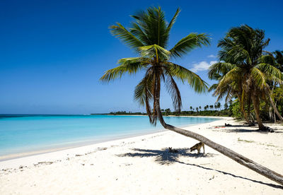 Palm trees on beach against blue sky