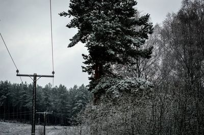 Low angle view of trees against sky